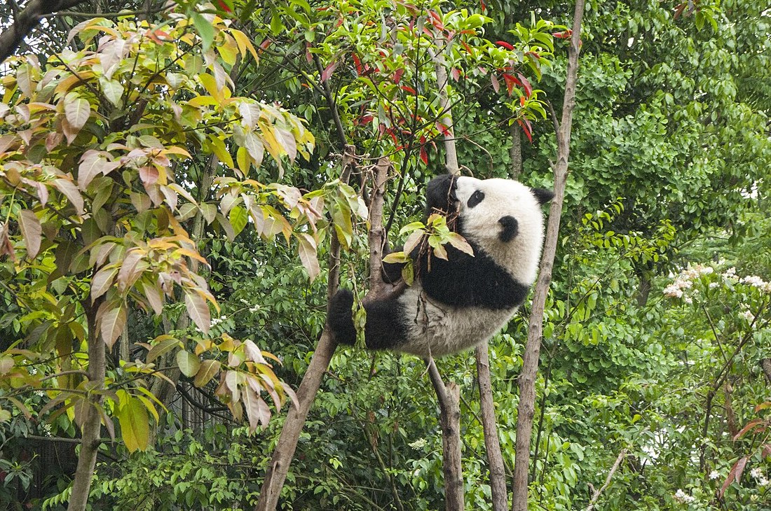 Giant panda at Chengdu Panda Base